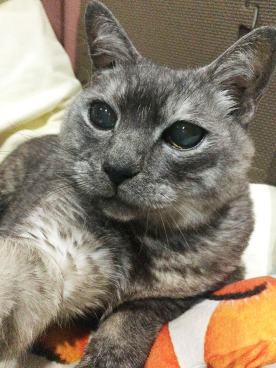 カイトさん17歳