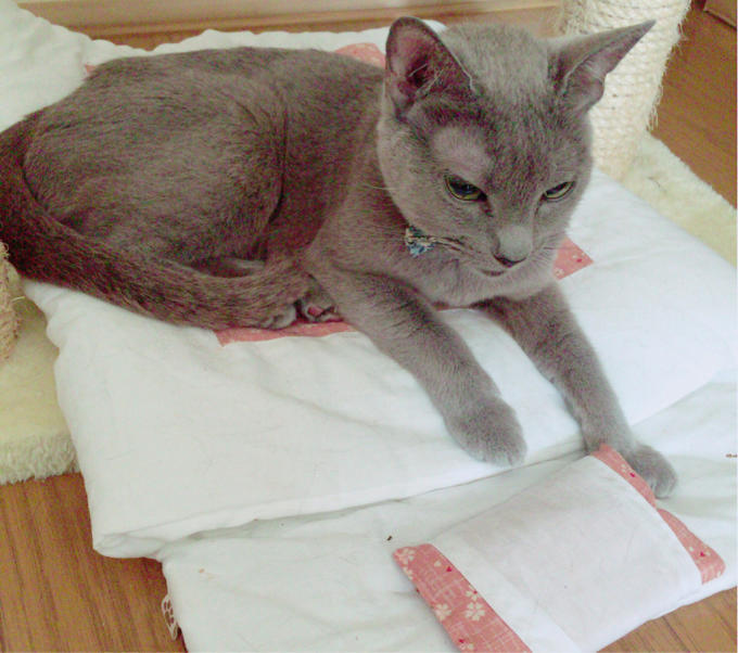 フェリシモの猫ふとん