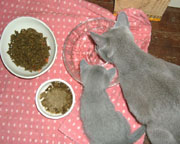 やきちよさん、消化不良