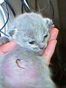 へその緒がくっついたままの子猫