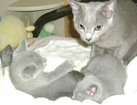 生きたぬいぐるみ