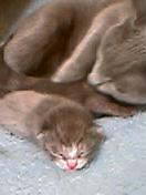 こねこのおうちが決定しました